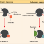 Diferencia entre enzimas reguladoras y no reguladoras