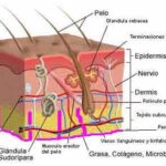 Diferencia entre epidermis y epitelio