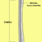 Diferencia entre epífisis y diáfisis