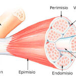 Diferencia entre epimisio y fascia