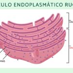Diferencia entre ER liso y rugoso