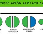 Diferencia entre especiación alopátrica y simpátrica
