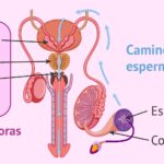 Diferencia entre esperma y semen