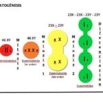 Diferencia entre espermátidas y espermatozoides