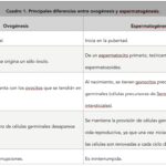 Diferencia entre espermatogénesis y ovogénesis