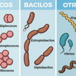 Diferencia entre espirilas y espiroquetas