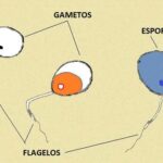 Diferencia entre esporas y gametos
