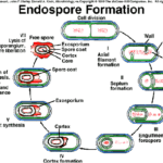 Diferencia entre esporas y quistes en bacterias