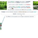 Diferencia entre esporas y semillas