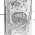 Diferencia entre esporofila y esporangios