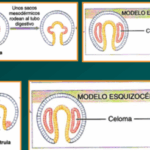 Diferencia entre esquizocélico y enterocélico