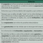 Diferencia entre esquizogonia y esporogonia