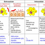 Diferencia entre estafilococos patógenos y no patógenos