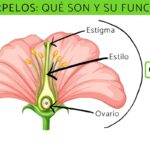 Diferencia entre estambre y carpelo