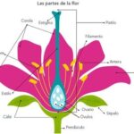 Diferencia entre estambre y pistilo