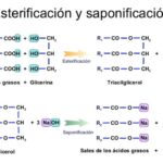 Diferencia entre esterificación y saponificación