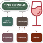 Diferencia entre flavonoides y flavonoles