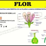 Diferencia entre flor y fruto