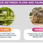 Diferencia entre flora y fauna