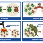 Diferencia entre flujo genético y deriva genética