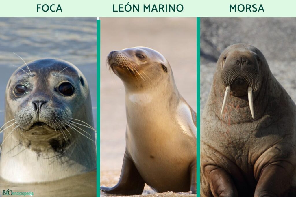 Appareil Photo Rare Foca 2 étoiles – Version Peinte Marron (occasion)