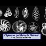 Diferencia entre foraminíferos y actinópodos