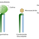 Diferencia entre fosfolípidos y esfingolípidos