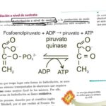 Diferencia entre fosforilación y desfosforilación