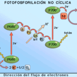 Diferencia entre fotofosforilación cíclica y no cíclica