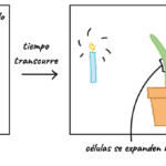 Diferencia entre fotoperiodismo y fototropismo