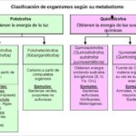 Diferencia entre fotótrofos y quimiótrofos