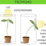 Diferencia entre fototropismo y geotropismo