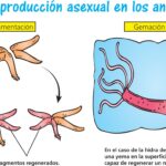 Diferencia entre fragmentación y regeneración