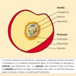 Diferencia entre fruta y semilla