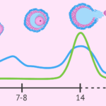 Diferencia entre FSH y LH