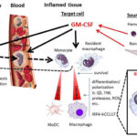 Diferencia entre G-CSF y GM-CSF