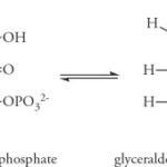 Diferencia entre G3P y DHAP