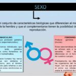 Diferencia entre gametos masculinos y femeninos