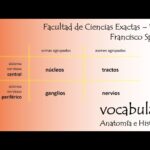 Diferencia entre ganglios y núcleos