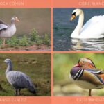 Diferencia entre ganso y pato