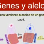 Diferencia entre gen y alelo