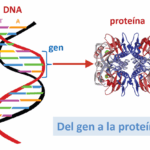 Diferencia entre gen y proteína