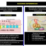 Diferencia entre genes estructurales y reguladores