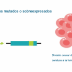 Diferencia entre genes supresores de tumores y protoncogenes
