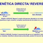 Diferencia entre genética directa e inversa