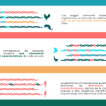 Diferencia entre genética y genómica
