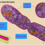 Diferencia entre genóforo y plásmido