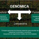 Diferencia entre genómica estructural y funcional