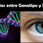 Diferencia entre genotipo y fenotipo