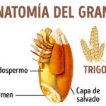 Diferencia entre germen de trigo y salvado de trigo